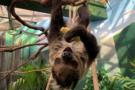 Athena, a two-toed sloth who recently made her debut at the National Zoo. 