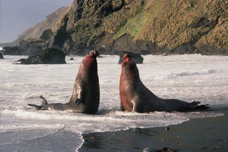 "HEY! DID YOU KNOW THAT MACQUARIE ISLAND IS HOME TO SOME OF THE WORLD'S OLDEST ROCKS?"
"I DID NOT! WHY ARE WE YELLING?"
"I DON'T KNOW, WE'RE SEALS"
