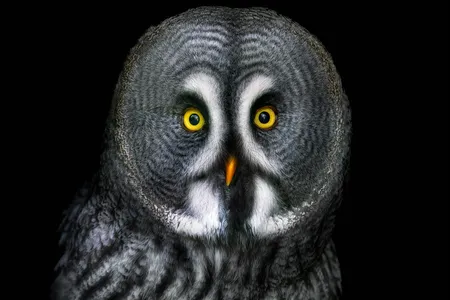 With their eyes nearly front and center, owls don&rsquo;t benefit much from peripheral vision, but their heads can rotate 135 degrees in any direction, giving them a great field of view.