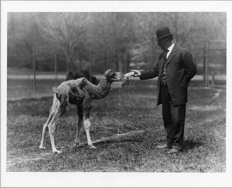 Blackburne feeds dromedary