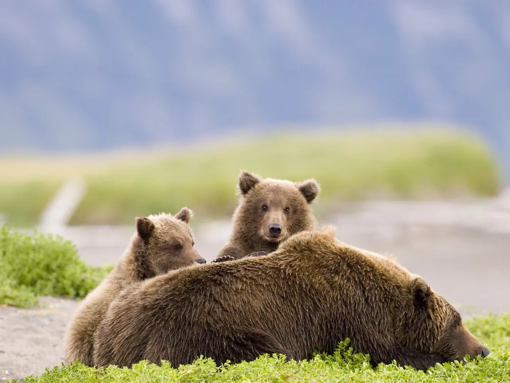 a mother brown bear lies on the ground with two cubs peeking over her back