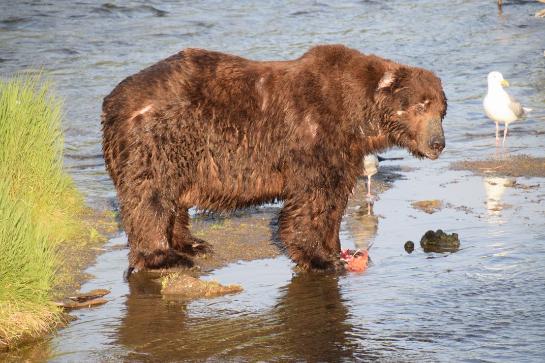 Fat Bear Week voting begins, in a race to find the chonkiest bear