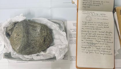A Fossil From Antarctica Sat in a Drawer for 40 Years. It Turned Out to Be the First Dinosaur Bone Ever Found on the Continent