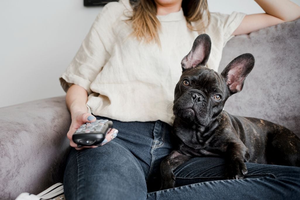 a black dog sitting on its owner's lap while presumably watching TV, owner holds a remote