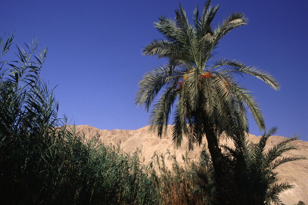 A date palm towers over grasses near Dead Sea shore