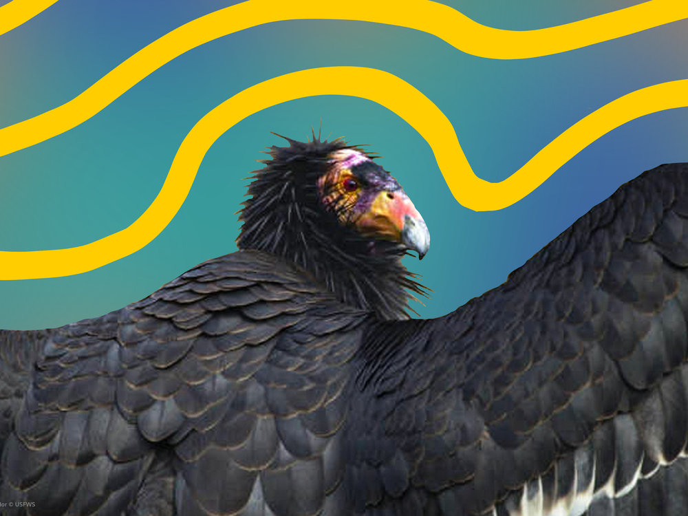 condor.png