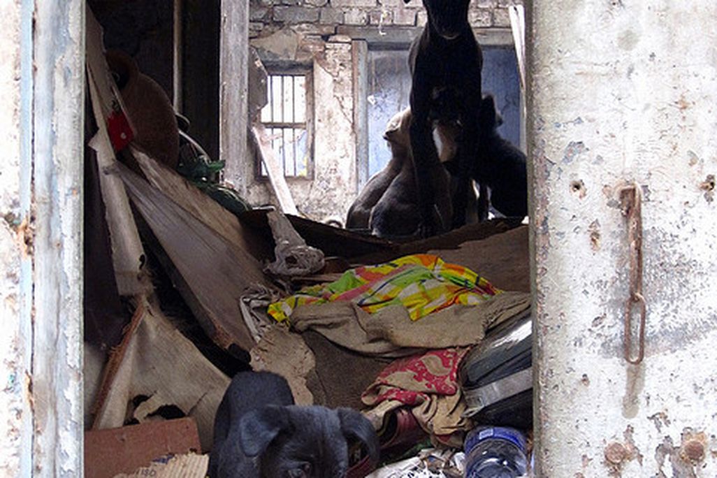 2013012411002301_24_2013_dog-dump.jpg