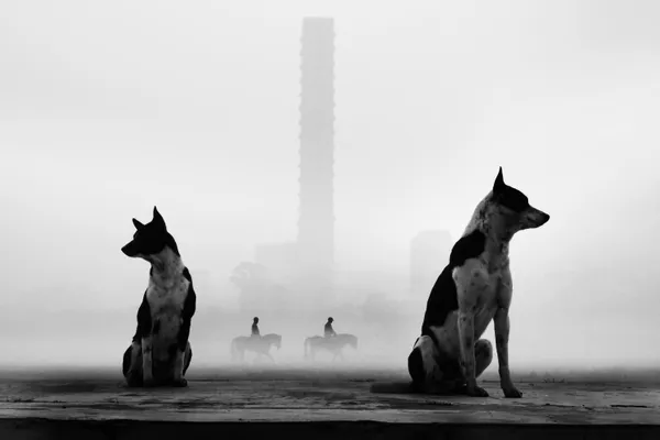 Misty Morning Whispers thumbnail