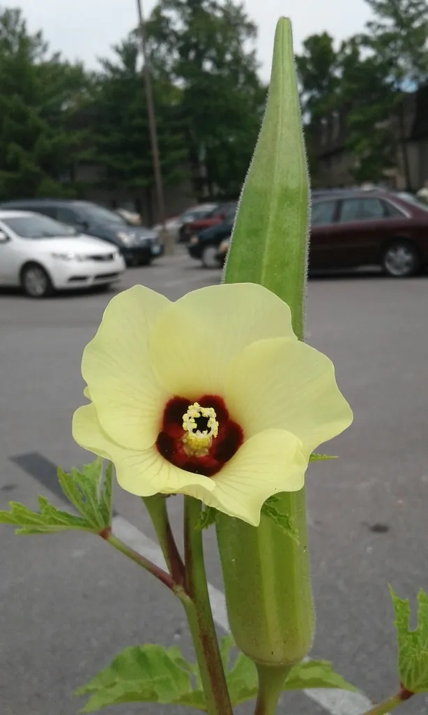 a yellow okra flower in a parking lot with its petals wide open