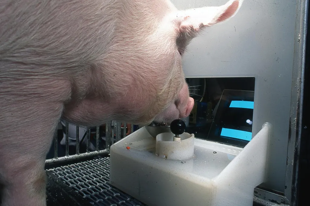 A pink pig stands at a video game console, with its snout above a joystick