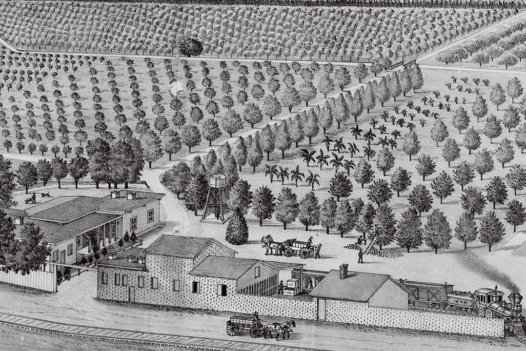 Illustration of Orange and lemon groves