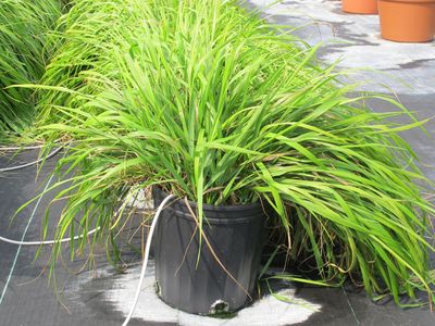 Sweetgrass, a possible anti-mosquito agent.