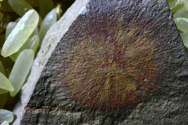 Sun Burst!  An Undescribed Sponge Fossil from Fezouata Lagerstatte. thumbnail