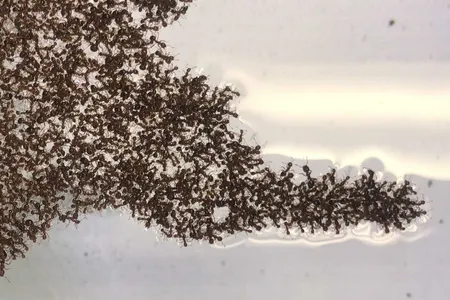 Fire ant swarms form tentacles when they float on water. 