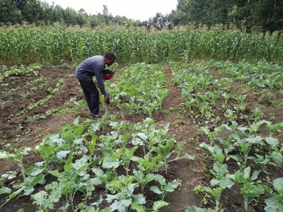 A Kenyan farmer using the fertilizer in his fields.