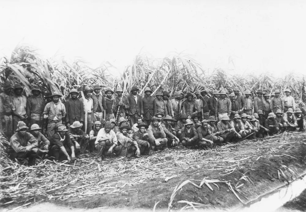 Australian South Sea Islander cane cutters on a sugar cane plantation in Queensland