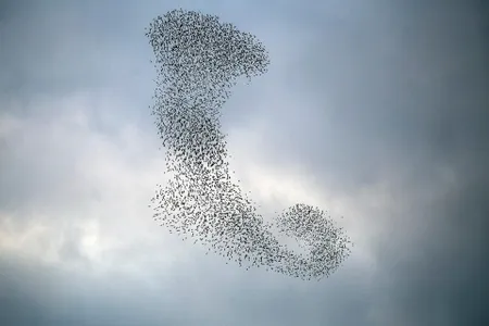 A mesmerizing murmuration of starlings 