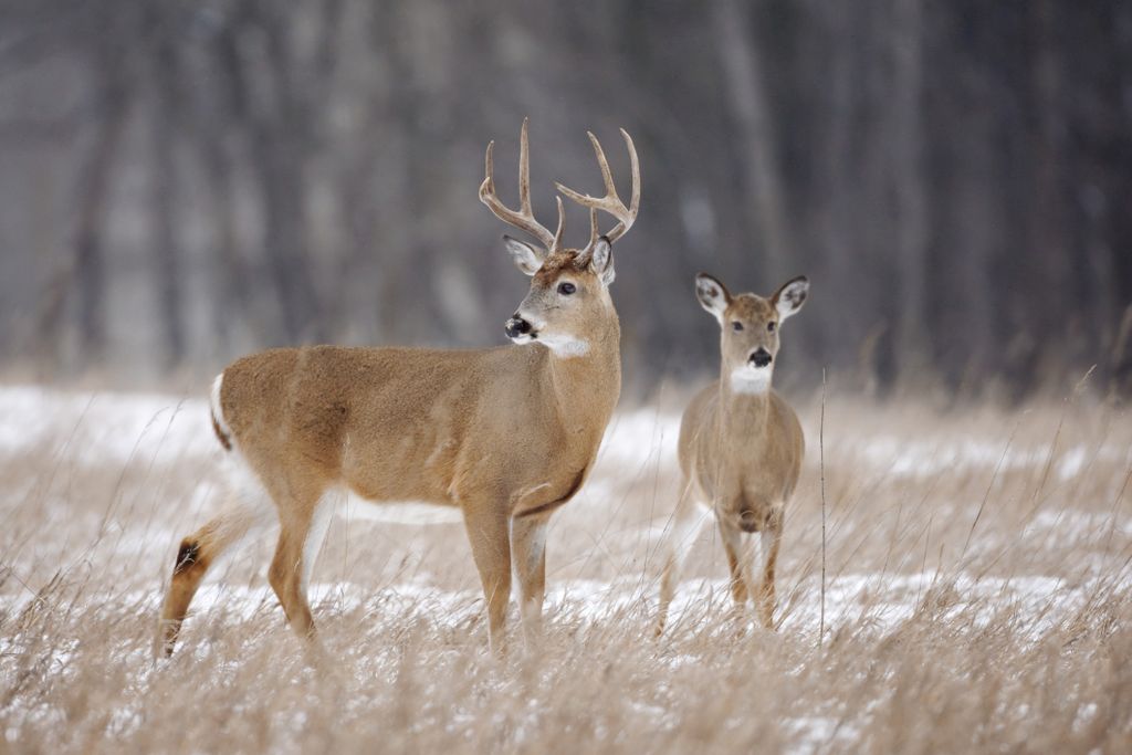 Image of two white tailed deer, one male buck with horns, one younger female or male, in a snowy grassland