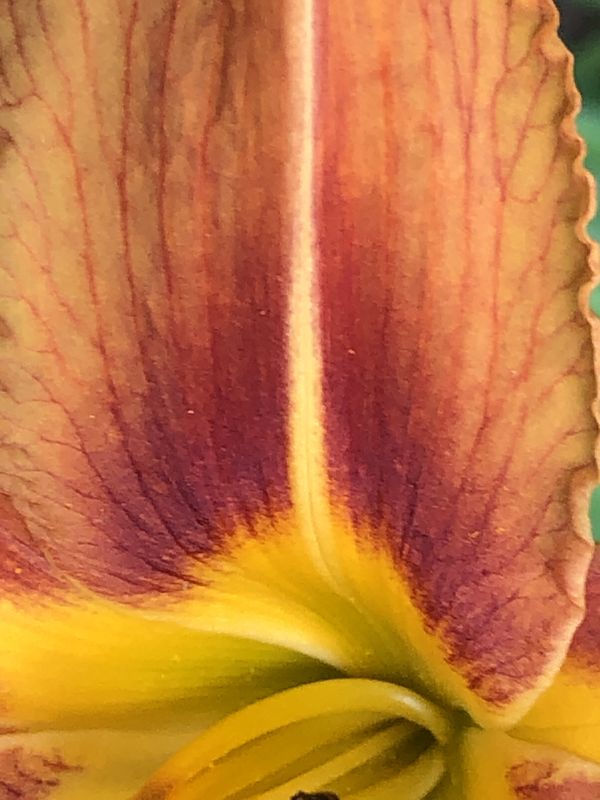 A well composed close up of a bright orange, maroon, and yellow daylilly flower petal thumbnail