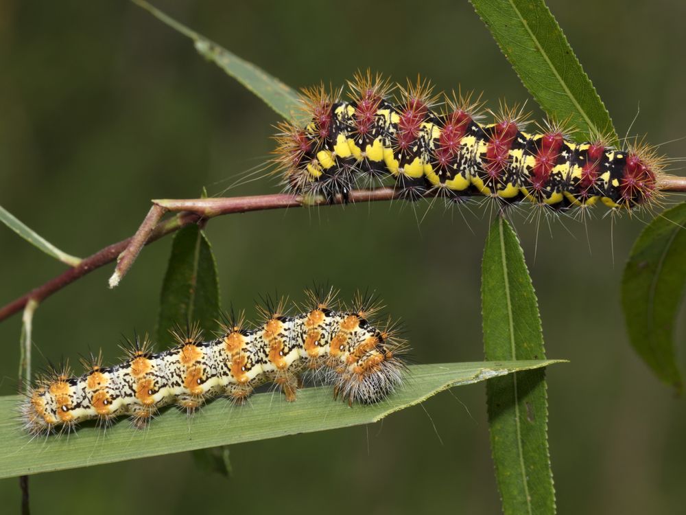 Smeared Dagger and Henry s Marsh Moth caterpillars Smithsonian