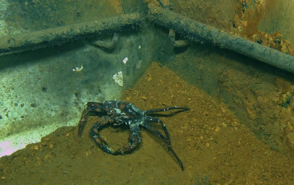 Sick Crab