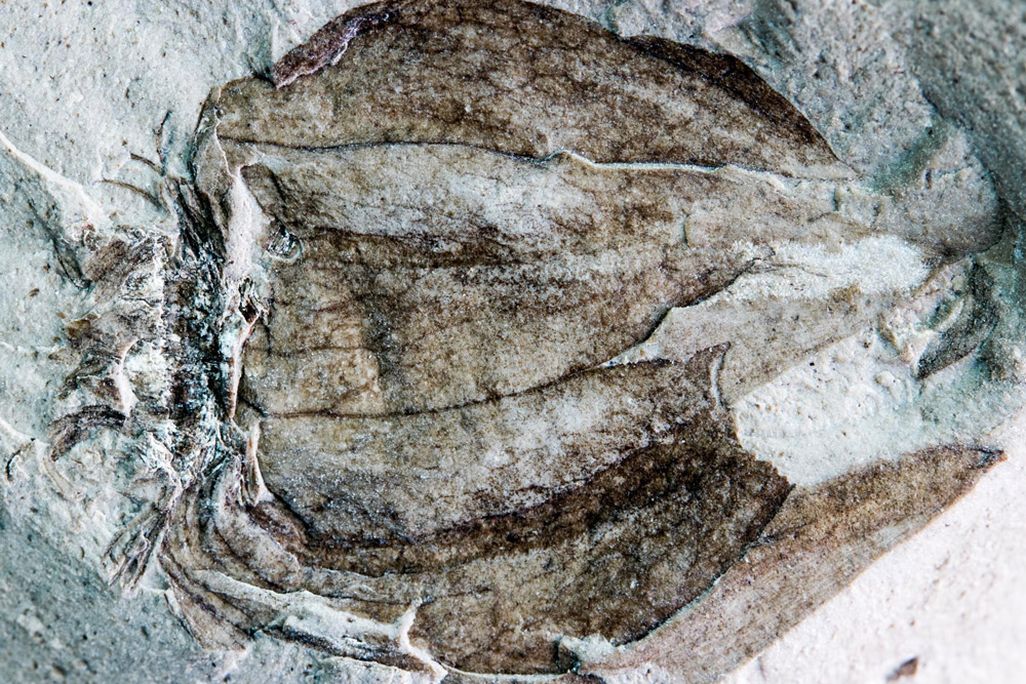 fossil tomatillo