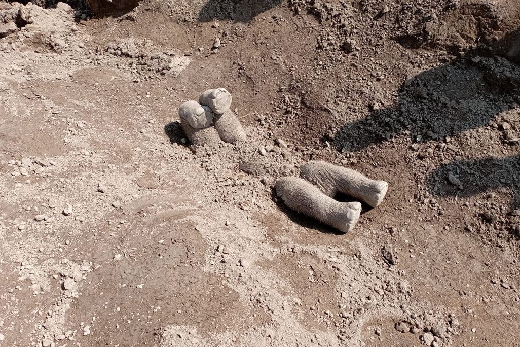 Elephant calf legs protruding from dirt