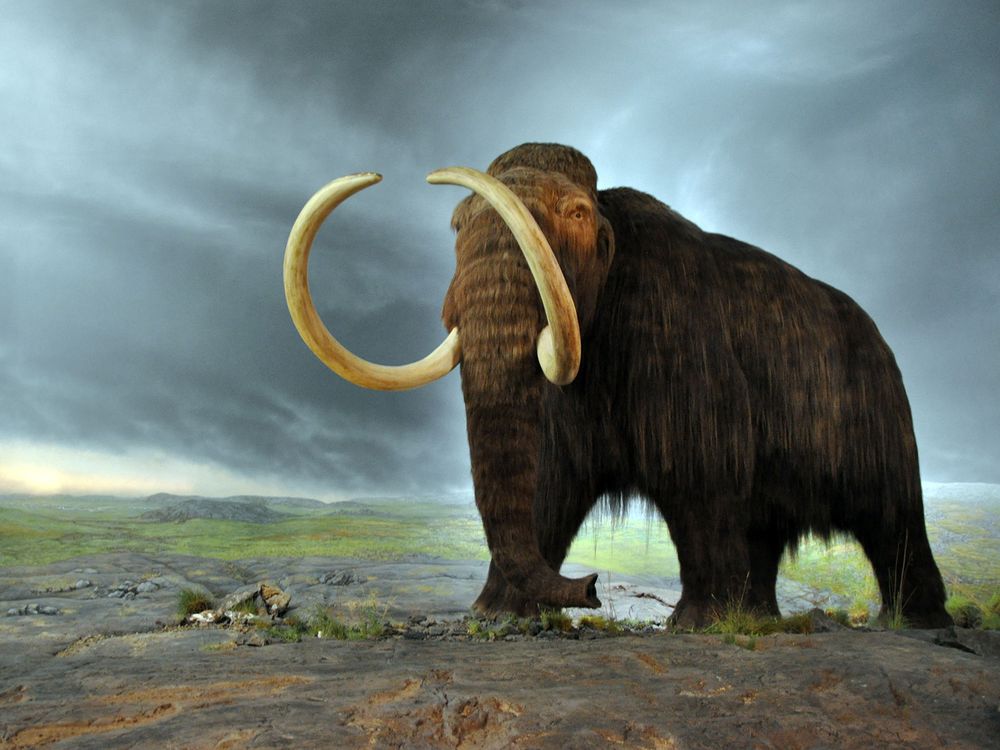 Woolly Mammoth