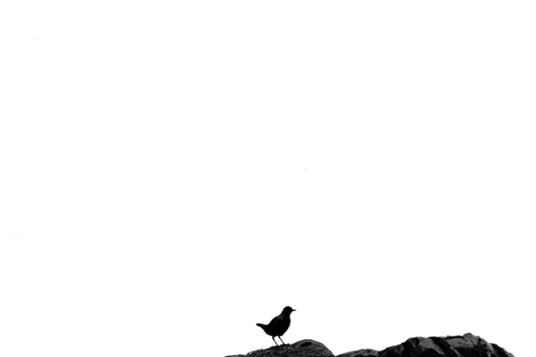 White Silence, Black Song thumbnail