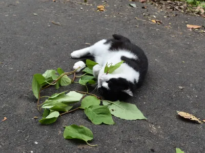 A cat chews up and rolls around in the leaves of the silver vine plant.