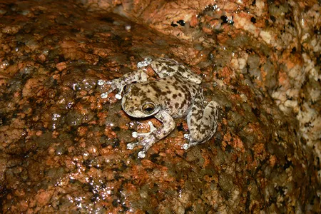 An armored mist frog warms itself on a wet rock. Once thought extinct, this species was rediscovered in locales where it has access to the sun&rsquo;s warmth, which can help frogs fight the often-deadly fungal infections.
