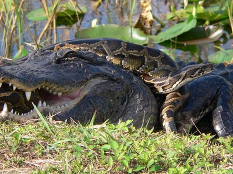 Alligator Vs Python