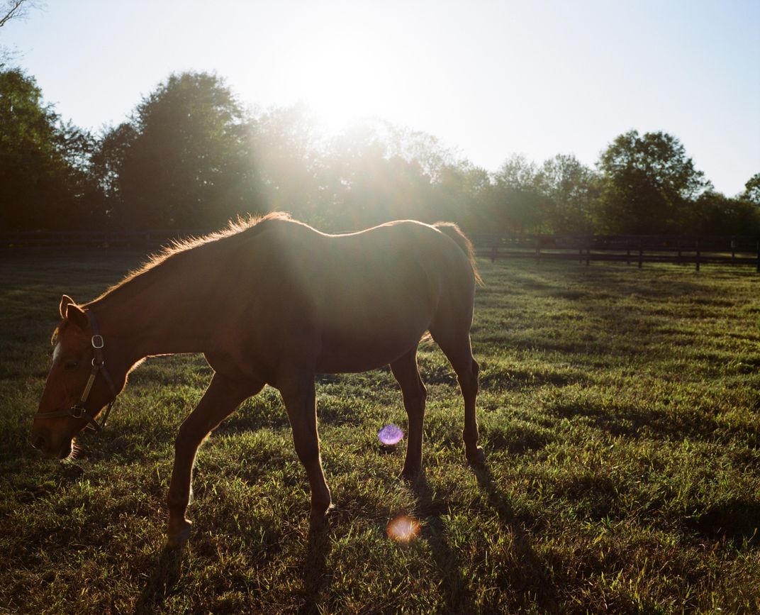 Miss Du Bois, daughter of the famed breeding stallion Mr. Prospector