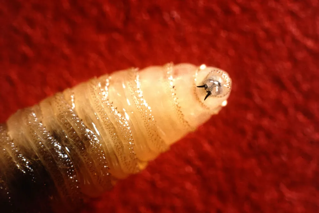 A maggot with pronged teeth