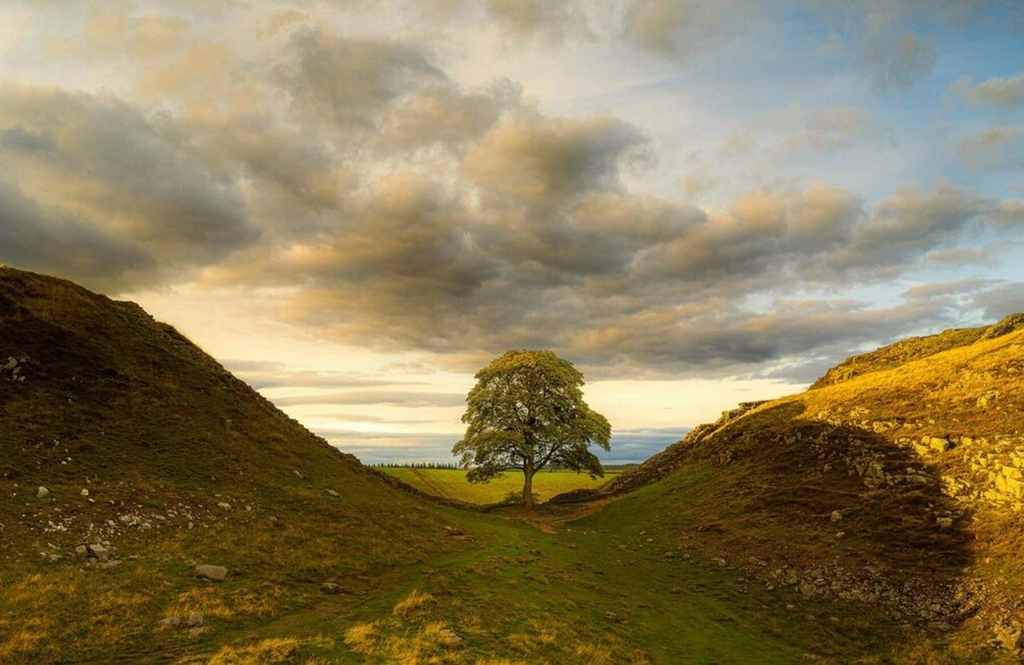 One Year After England's Famous Sycamore Gap Tree Was Illegally Felled ...