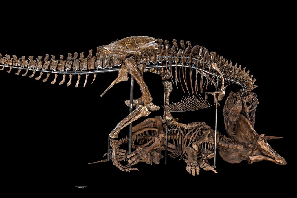T rex and Triceratops