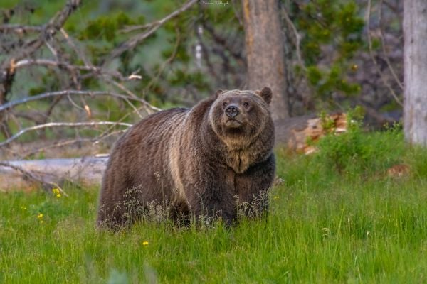 A Massive Grizzly Bear From Teton thumbnail