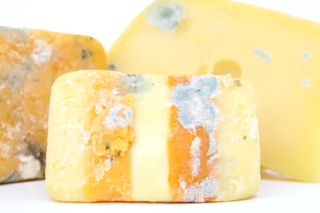 The world's oldest cheese has been found in an ancient Egyptian tomb, but after 3200 years of entombment, it probably looked way worse off than this moldy modern sample.