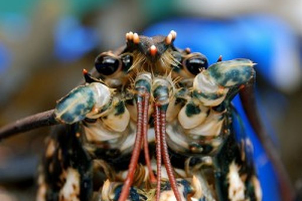 20110520104026lobster-300x225.jpg