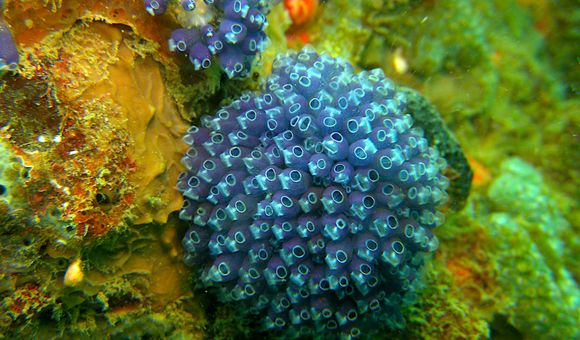 Clavelina puertosecensis, a species of tunicate, taken by Shih Wei, a student of the Tunicates course at the Bocas del Toro Research Station, in Panama. Experts teach courses and create instructional videos on how to collect, preserve and observe marine invertebrate groups. (Credit: STRI)