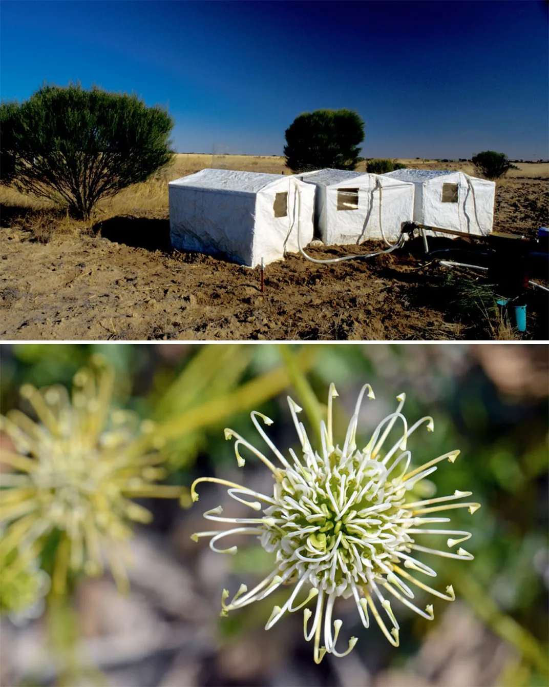 Grevillea Scapigera Plant and Study Site