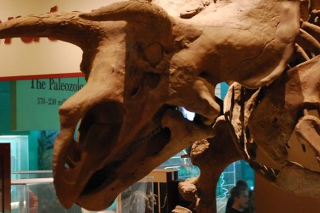 Triceratops