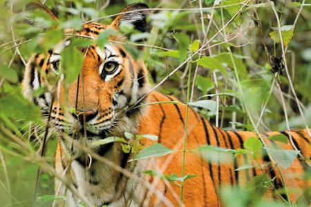 Tigers are thriving in and around India’s Nagarhole National Park, with a regional population of 250. “If we do everything right, we can have 500,” says big-cat biologist Ullas Karanth.