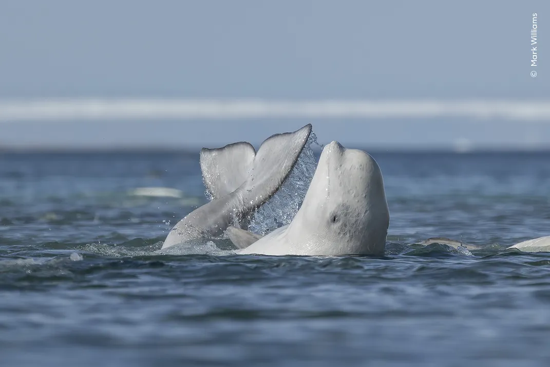 a beluga whale is curled up with its tail and head above the water, belly up