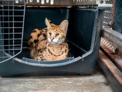 The serval surveys her new recovery enclosure at the sanctuary in Eureka Springs, Arkansas.