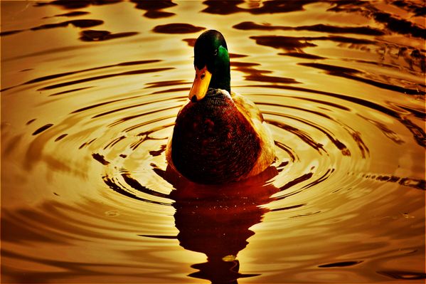 Golden Duck thumbnail