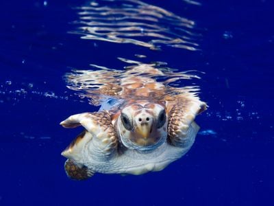A baby loggerhead sea turtle with a solar-powered tag attached to its shell swims in the Gulf Stream just after release off the southeast Florida coast in 2009. NMSF permit 1551 applies to all images featured in this article. 