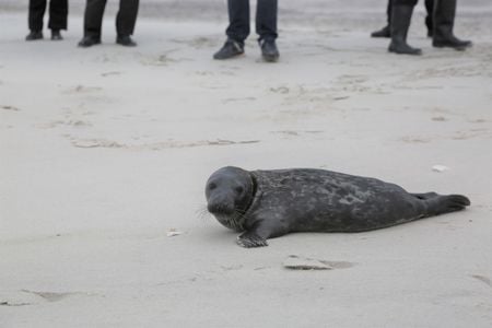 Peconic, a 3-month-old gray seal, makes his way back to the ocean.
