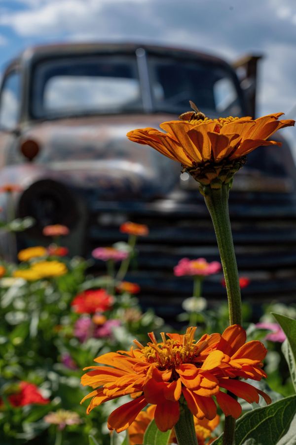 Pollinating bee in front of an old truck thumbnail