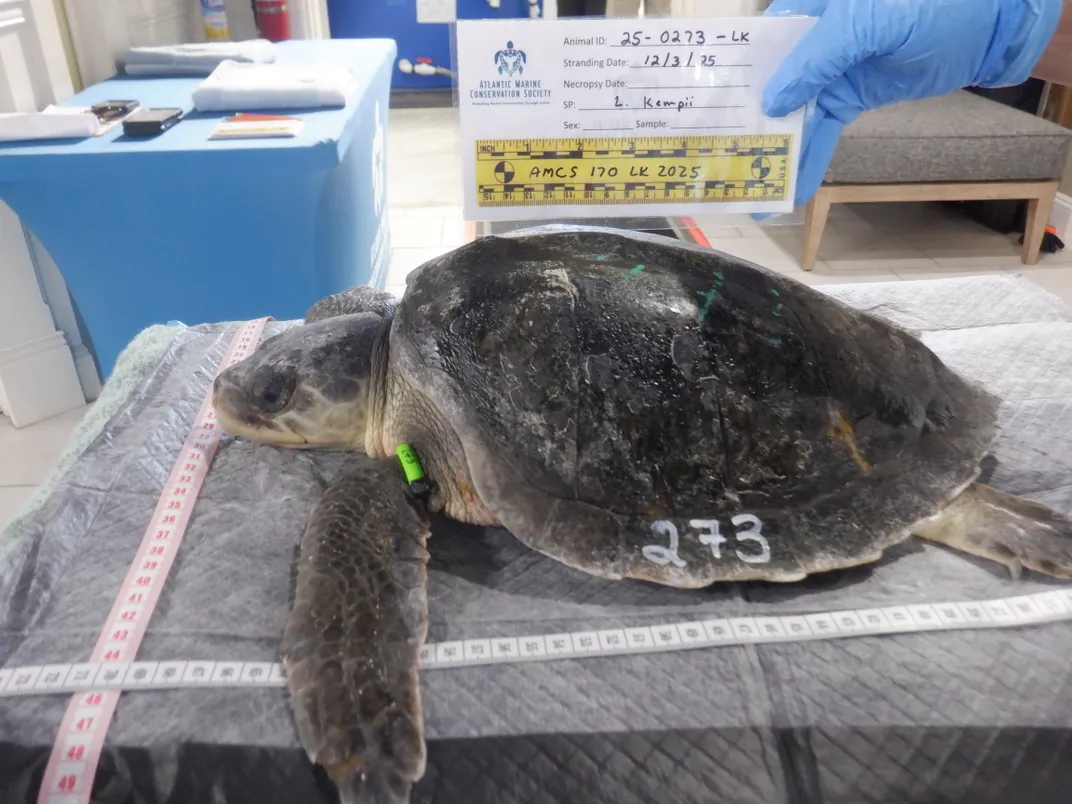 A sea turtle on a table in a rehabilitation facility